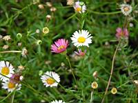 Erigeron Karvinskianus (fam Asteracees) (Am. du nord) (2) (Photo F. Mrugala)